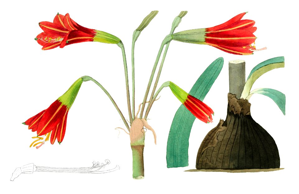 Habranthus phycelloides from Edwards’s Botanical Register (1829—1847) by Sydenham Edwards, John Lindley, and James Ridgway.