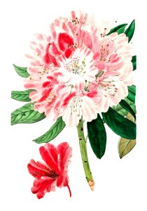 The lovely rhododendron from Edwards’s Botanical Register (1829—1847) by Sydenham Edwards, John Lindley, and James Ridgway.. Free illustration for personal and commercial use.