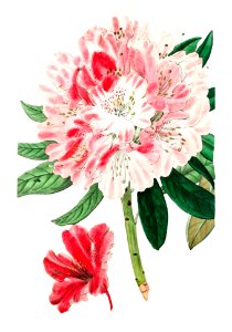 The lovely rhododendron from Edwards’s Botanical Register (1829—1847) by Sydenham Edwards, John Lindley, and James Ridgway.