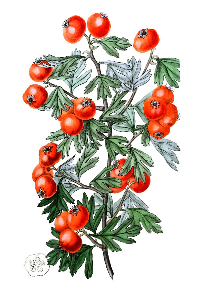 Sweetest-scented hawthorn from Edwards’s Botanical Register (1829—1847) by Sydenham Edwards, John Lindley, and James Ridgway.