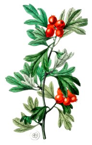 orocco hawthorn from Edwards’s Botanical Register (1829—1847) by Sydenham Edwards, John Lindley, and James Ridgway.. Free illustration for personal and commercial use.