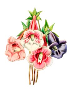 Gloxinia flower varieties from Edwards’s Botanical Register (1829—1847) by Sydenham Edwards, John Lindley, and James Ridgway.