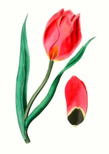 The Early Sun's Eye Tulip from Edwards’s Botanical Register (1829—1847) by Sydenham Edwards, John Lindley, and James Ridgway.