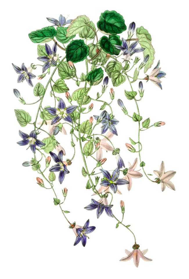 The harebell of St.Angelo from Edwards’s Botanical Register (1829—1847) by Sydenham Edwards, John Lindley, and James Ridgway.