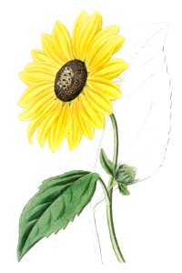 Californian Sunflower from Edwards’s Botanical Register (1829—1847) by Sydenham Edwards, John Lindley, and James Ridgway.. Free illustration for personal and commercial use.