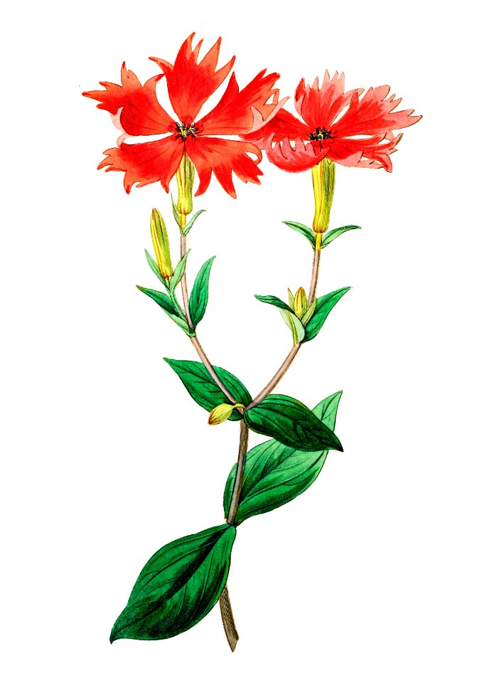 Bunge's lychnis flowers from Edwards’s Botanical Register (1829—1847) by Sydenham Edwards, John Lindley, and James Ridgway.