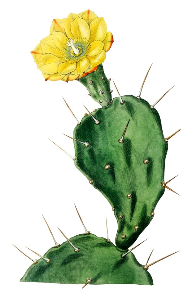 One spined opuntia from Edwards’s Botanical Register (1829—1847) by Sydenham Edwards, John Lindley, and James Ridgway.