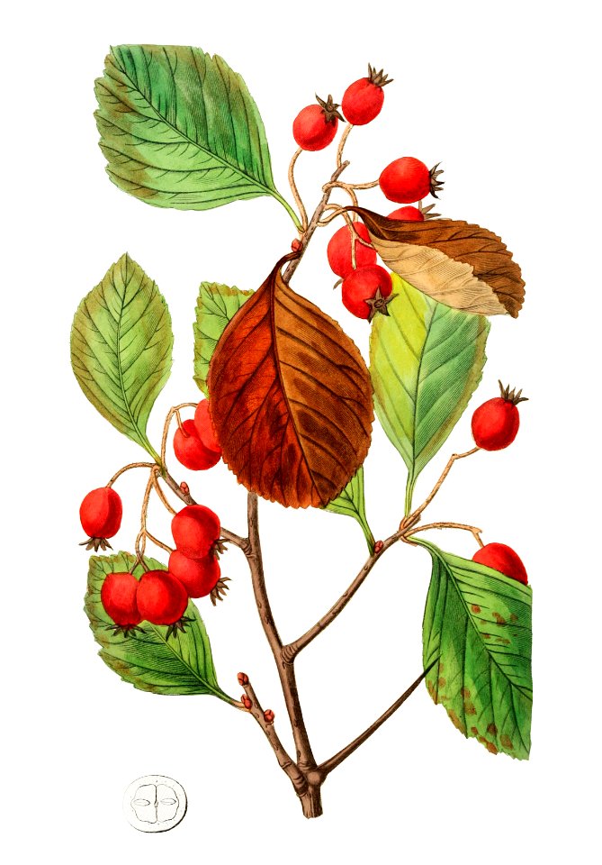 Plum leaved thorn from Edwards’s Botanical Register (1829—1847) by Sydenham Edwards, John Lindley, and James Ridgway.