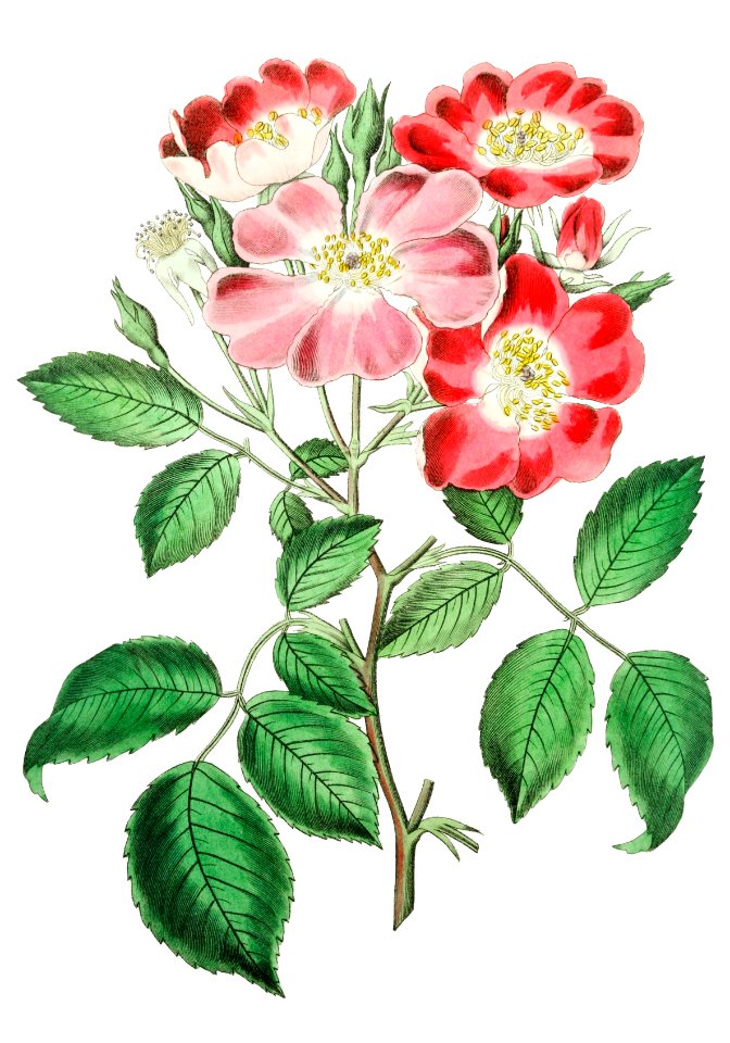 Rose clare from Edwards’s Botanical Register (1829—1847) by Sydenham Edwards, John Lindley, and James Ridgway.