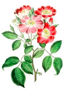 Rose clare from Edwards’s Botanical Register (1829—1847) by Sydenham Edwards, John Lindley, and James Ridgway.. Free illustration for personal and commercial use.