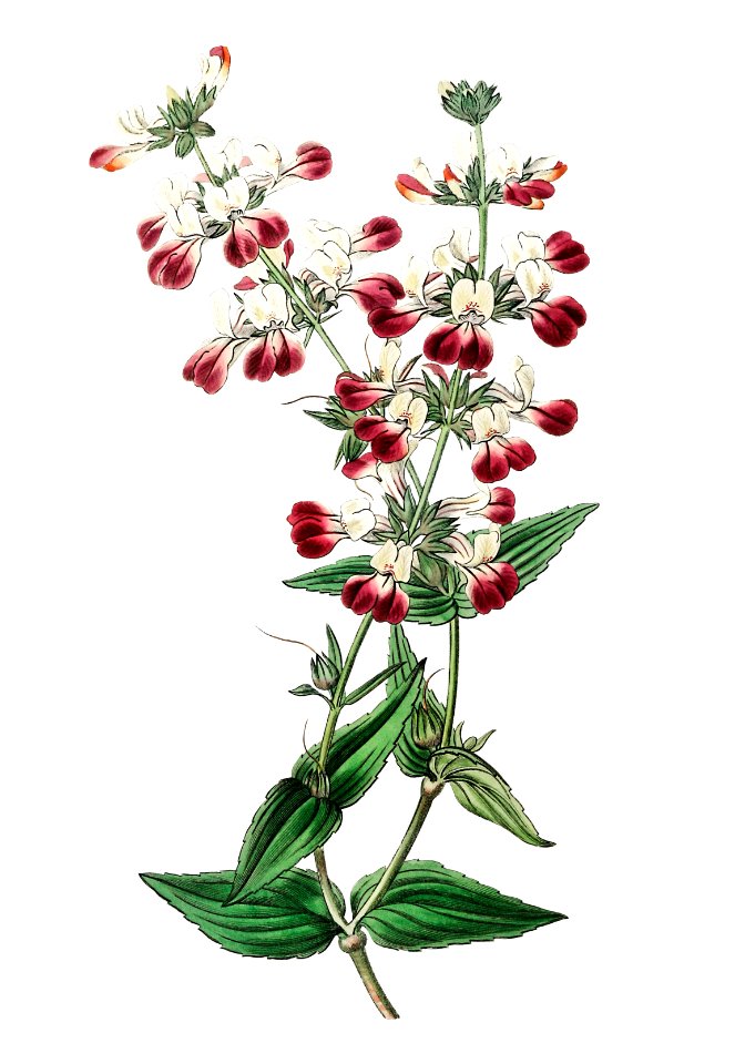 Two-colored collinsia from Edwards’s Botanical Register (1829—1847) by Sydenham Edwards, John Lindley, and James Ridgway.