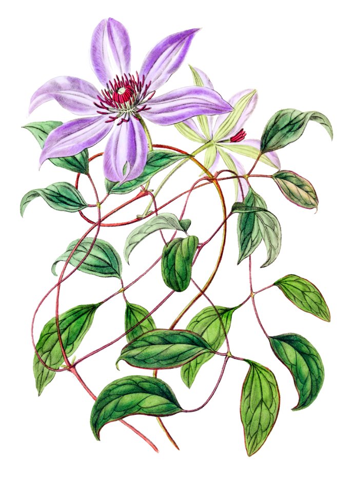 Violet clematis flower from Edwards’s Botanical Register (1829—1847) by Sydenham Edwards, John Lindley, and James Ridgway.
