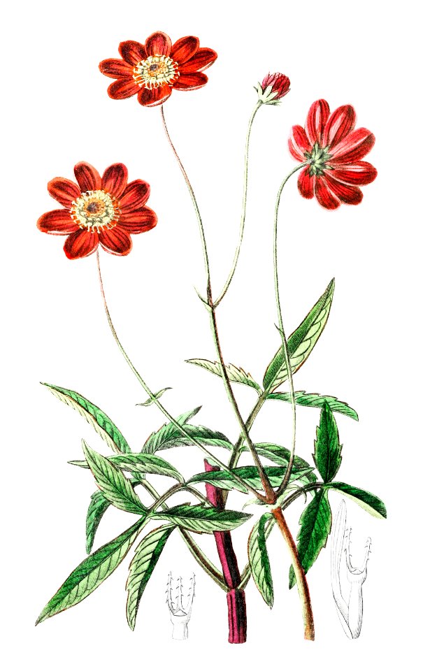 Scabious-like cosmos from Edwards’s Botanical Register (1829—1847) by Sydenham Edwards, John Lindley, and James Ridgway.
