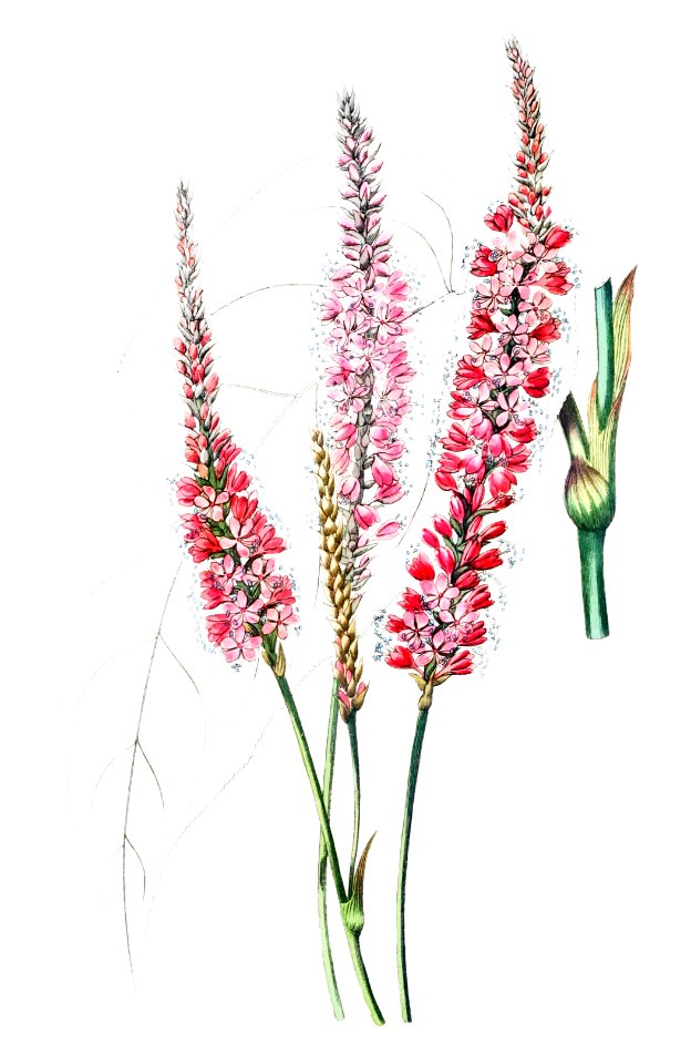 Stem-clasping polygonum from Edwards’s Botanical Register (1829—1847) by Sydenham Edwards, John Lindley, and James Ridgway.