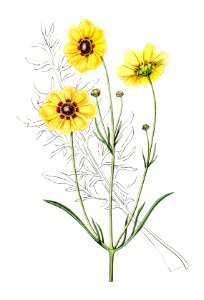 Perennial dyer's coreopsis from Edwards’s Botanical Register (1829—1847) by Sydenham Edwards, John Lindley, and James Ridgway.. Free illustration for personal and commercial use.