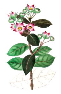 Tall calotropis from Edwards’s Botanical Register (1829—1847) by Sydenham Edwards, John Lindley, and James Ridgway.