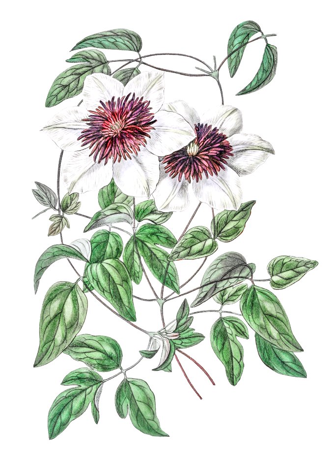 Siebald's clematis from Edwards’s Botanical Register (1829—1847) by Sydenham Edwards, John Lindley, and James Ridgway.. Free illustration for personal and commercial use.