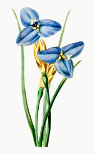 Sapphire patersonia from Edwards’s Botanical Register (1829—1847) by Sydenham Edwards, John Lindley, and James Ridgway.. Free illustration for personal and commercial use.