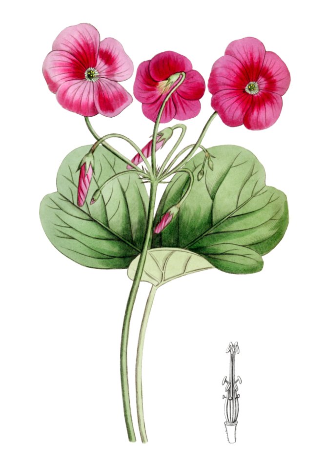 Bowie's oxalis from Edwards’s Botanical Register (1829—1847) by Sydenham Edwards, John Lindley, and James Ridgway.
