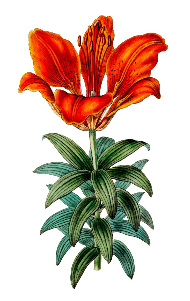 Blood red lily from Edwards’s Botanical Register (1829—1847) by Sydenham Edwards, John Lindley, and James Ridgway.