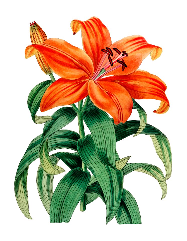 Thunberg's orange lily from Edwards’s Botanical Register (1829—1847) by Sydenham Edwards, John Lindley, and James Ridgway.