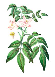 Pink Turraea pinnata from Edwards’s Botanical Register (1829—1847) by Sydenham Edwards, John Lindley, and James Ridgway.