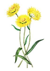 Two-coloured Helichrysum from Edwards’s Botanical Register (1829—1847) by Sydenham Edwards, John Lindley, and James Ridgway.. Free illustration for personal and commercial use.