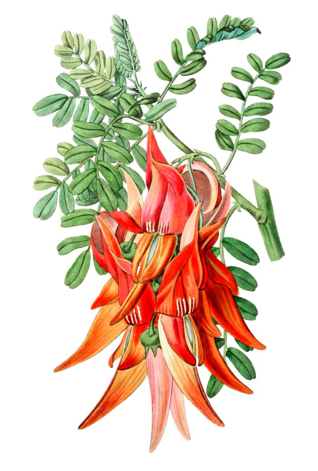 Crimson glory pea from Edwards’s Botanical Register (1829—1847) by Sydenham Edwards, John Lindley, and James Ridgway.