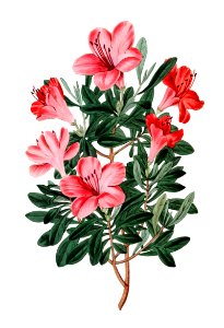 The brick-red Chinese azalea from Edwards’s Botanical Register (1829—1847) by Sydenham Edwards, John Lindley, and James Ridgway.. Free illustration for personal and commercial use.