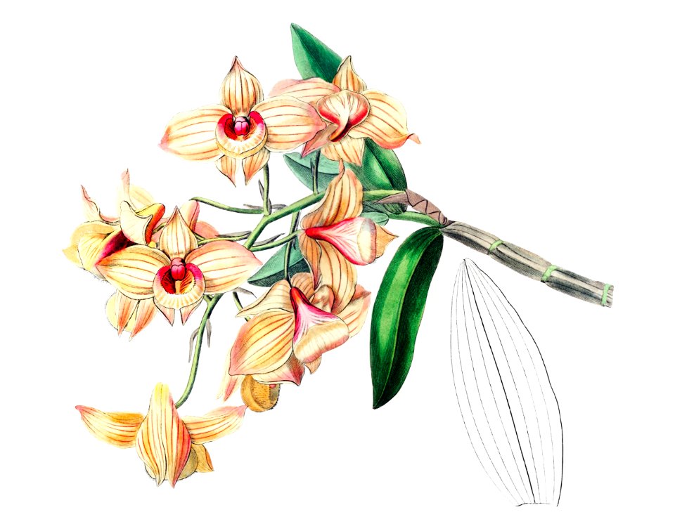 Copper-coloured Dendrobium from Edwards’s Botanical Register (1829—1847) by Sydenham Edwards, John Lindley, and James Ridgway.