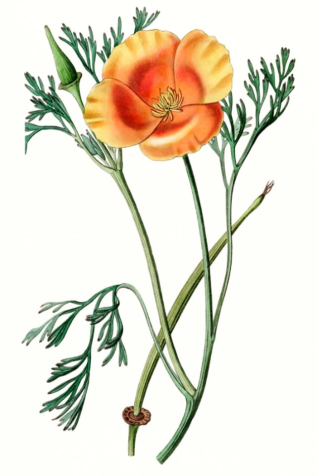 Saffron colored eschscholzia from Edwards’s Botanical Register (1829—1847) by Sydenham Edwards, John Lindley, and James Ridgway.
