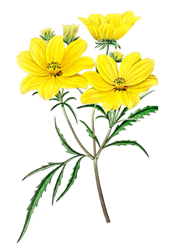 Golden coreopsis from Edwards’s Botanical Register (1829—1847) by Sydenham Edwards, John Lindley, and James Ridgway.. Free illustration for personal and commercial use.