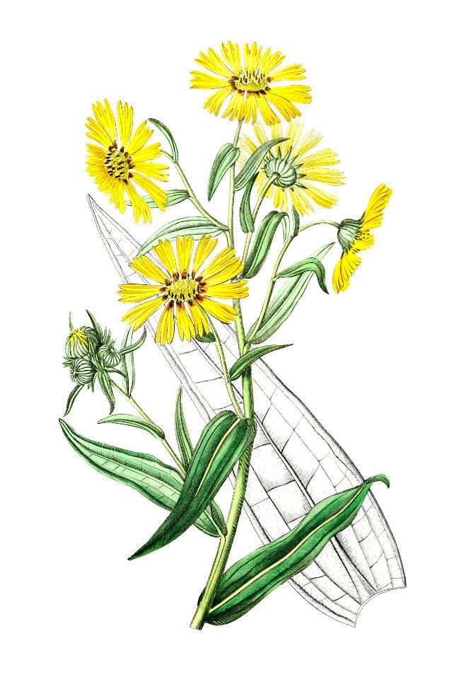 Elegant madia from Edwards’s Botanical Register (1829—1847) by Sydenham Edwards, John Lindley, and James Ridgway.