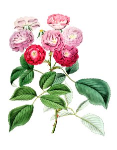 The seven sister's rose from Edwards’s Botanical Register (1829—1847) by Sydenham Edwards, John Lindley, and James Ridgway.. Free illustration for personal and commercial use.