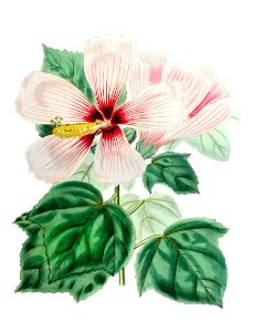 Marsh hibiscus from Edwards’s Botanical Register (1829—1847) by Sydenham Edwards, John Lindley, and James Ridgway.. Free illustration for personal and commercial use.