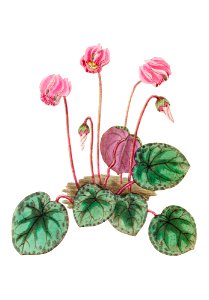 Shore cyclamen from Edwards’s Botanical Register (1829—1847) by Sydenham Edwards, John Lindley, and James Ridgway.