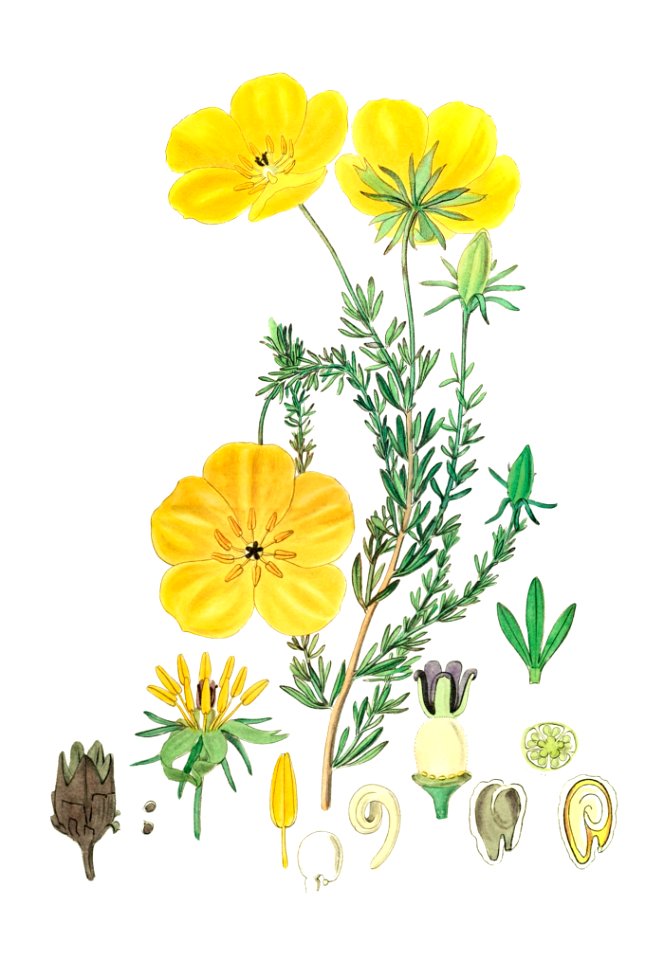 Long-stalked ledocarpum from Edwards’s Botanical Register (1829—1847) by Sydenham Edwards, John Lindley, and James Ridgway.