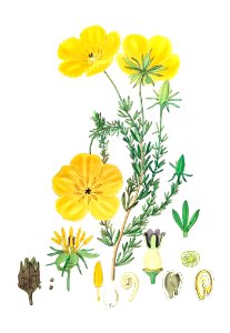 Long-stalked ledocarpum from Edwards’s Botanical Register (1829—1847) by Sydenham Edwards, John Lindley, and James Ridgway.. Free illustration for personal and commercial use.