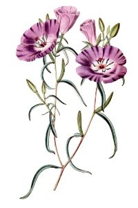 Large Purple Chilian Evening Primrose from Edwards’s Botanical Register (1829—1847) by Sydenham Edwards, John Lindley, and James Ridgway.. Free illustration for personal and commercial use.
