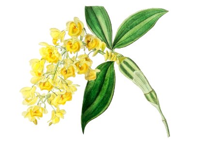 Dense flowered dendrobiumfrom Edwards’s Botanical Register (1829—1847) by Sydenham Edwards, John Lindley, and James Ridgway.