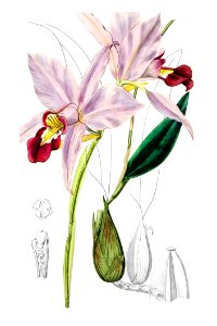 Bordered dwarf cattleya from Edwards’s Botanical Register (1829—1847) by Sydenham Edwards, John Lindley, and James Ridgway.. Free illustration for personal and commercial use.
