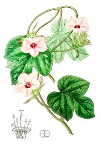 Mr.Aiton's ipomoea from Edwards’s Botanical Register (1829—1847) by Sydenham Edwards, John Lindley, and James Ridgway.