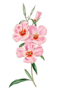 Ruddy godetia from Edwards’s Botanical Register (1829—1847) by Sydenham Edwards, John Lindley, and James Ridgway.. Free illustration for personal and commercial use.