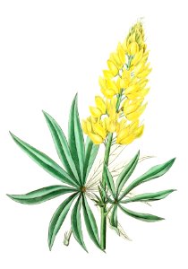 Yellow perennial lupine from Edwards’s Botanical Register (1829—1847) by Sydenham Edwards, John Lindley, and James Ridgway.. Free illustration for personal and commercial use.