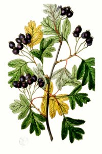 Broad-leaved thorn from Edwards’s Botanical Register (1829—1847) by Sydenham Edwards, John Lindley, and James Ridgway.. Free illustration for personal and commercial use.