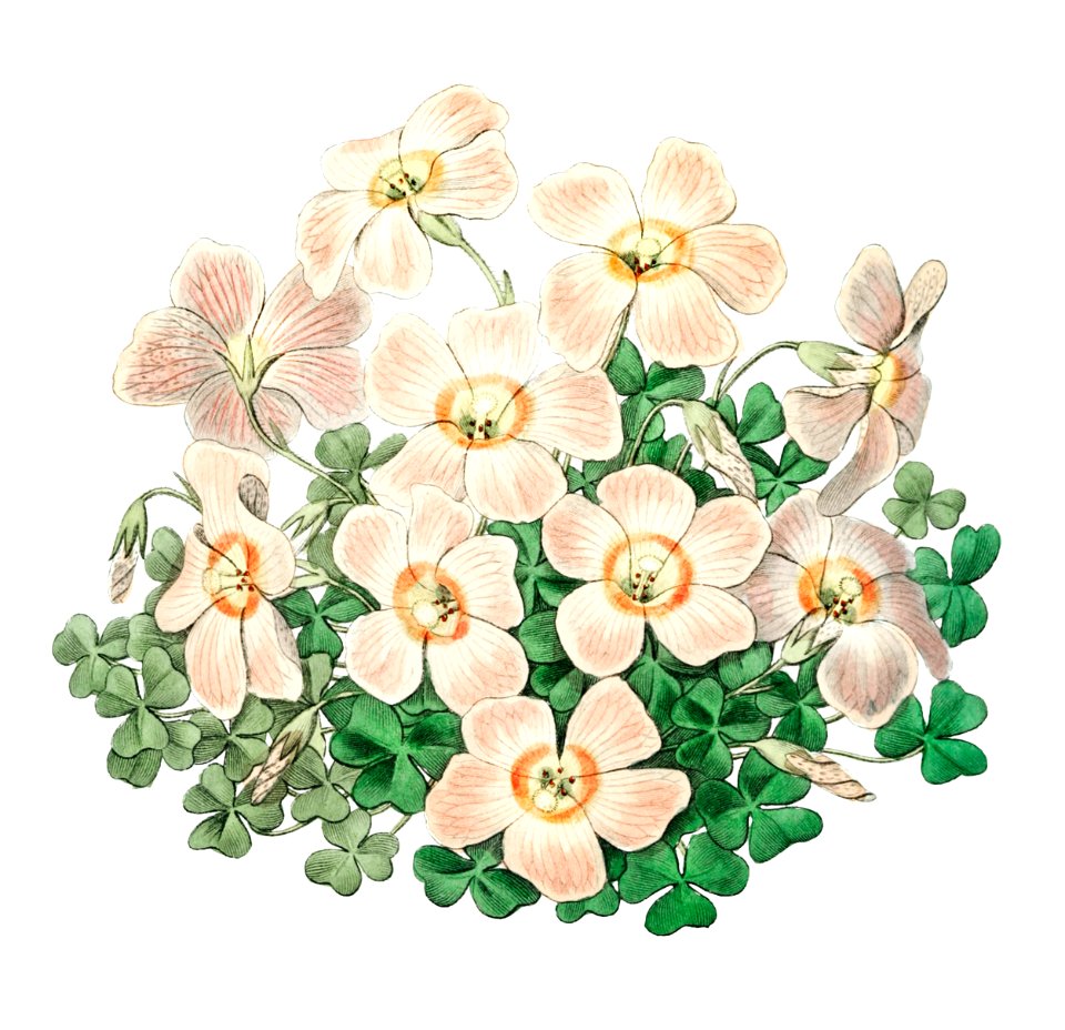 Piotta's oxalis flowers from Edwards’s Botanical Register (1829—1847) by Sydenham Edwards, John Lindley, and James Ridgway.