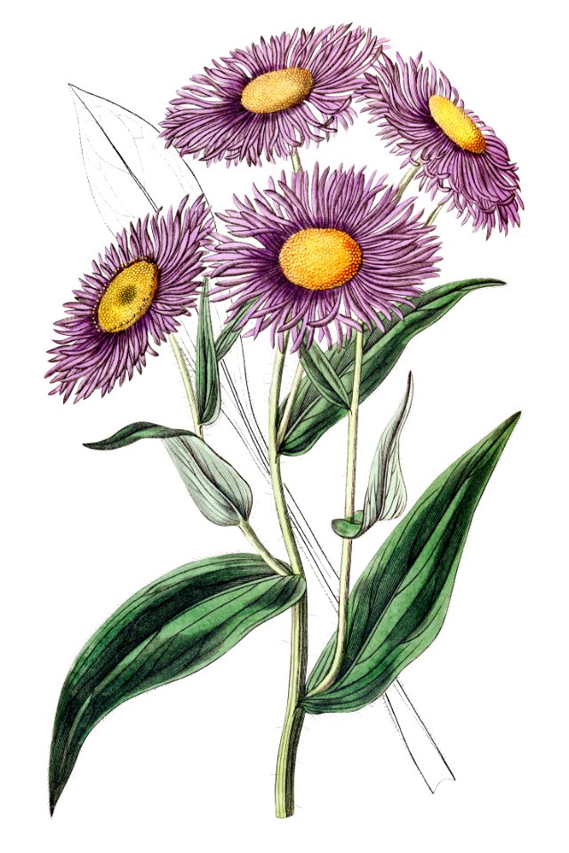 Shewy stenactis from Edwards’s Botanical Register (1829—1847) by Sydenham Edwards, John Lindley, and James Ridgway.. Free illustration for personal and commercial use.