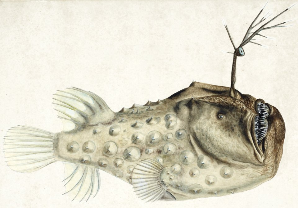 Antique Prickly anglerfish drawn by Fe. Clarke (1849-1899).