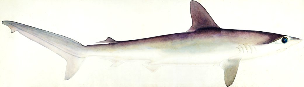 Antique fish Hammerhead Shark drawn by Fe. Clarke (1849-1899).. Free illustration for personal and commercial use.