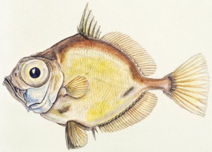 Antique fish Platystethus abbrevatus drawn by Fe. Clarke (1849-1899).. Free illustration for personal and commercial use.